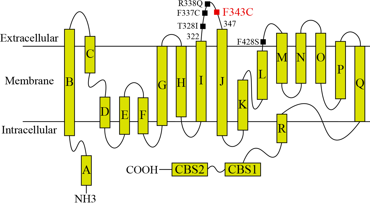 <i>CLCN1</i>遺伝子に新規変異p.F343Cを同定した先天性ミオトニアの1家系